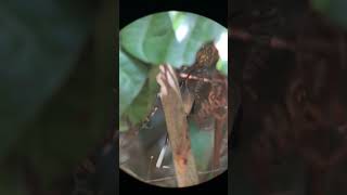 Great-billed Hermit (Phaethornis malaris) in Morro de Calzada Amazon Center. July 2023