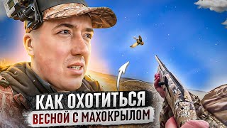 Результативная охота весной с махокрылом