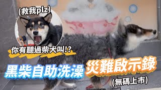 柴犬自助洗澡94災難洗完差點放棄養柴犬( ᷄ὢ᷅ )【雅各Jacob】