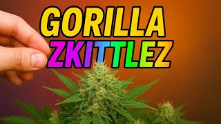 Die Blüten werden immer dicker!!! Folge #8 Gorilla zkittlz von fastbuds 