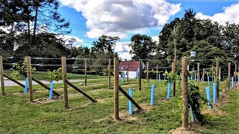 Créez votre propre vignoble de jardin