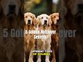 5 Rare Facts About Golden Retrievers 🐾 #GoldenRetriever #DogFacts #DogsOfYouTube #dogshorts