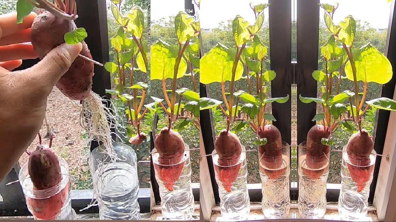 Cách trồng khoai lang ươm mầm bằng củ | Plant sweet potatoes at home | đắp khoai tây sống | Hữu ích cho gia đình