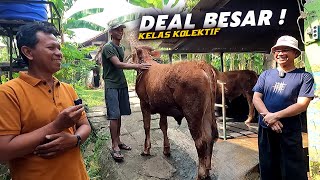 Pagi Pagi Kedatangan Tamu, Langsung Borong 3 Sapi