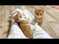 膝掛け作戦でお膝乗りチャレンジ!バレてる?バレてない?【ひまわり&屋台兄弟日記】The Blanket Trick: Does she know it’s my lap?