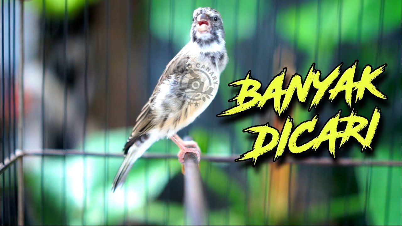 BANYAK DICARI!! BLACKTHROAT GACOR NGEROL cocok buat pancingan dan masteran kenari paud