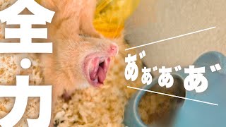 頭陥没？！ハムスターの全力過ぎる大あくびNo.110