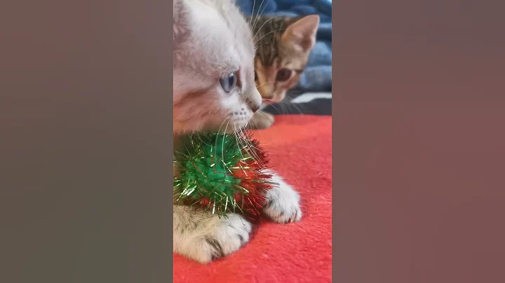 Video 616741: lynx bengal mix kittens, highland lynx bengal mix, exotic highland lynx bengal, bengalcat kittens cutecat cats, bengalcat cat cute kitten, bengalcat cat pet