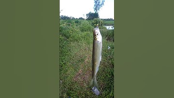 cá mương chiên xù