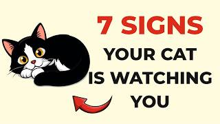 Do These 7 Things and Your Cat Will Love You More