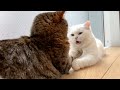 仲良く日光浴をしてるのがバレて不仲アピールを始める猫