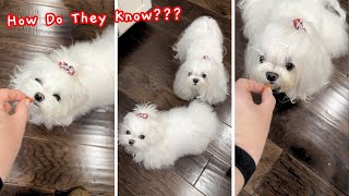 My Dogs Every Time I Cut Veggies for Dinner by Daily Little Bits 134 views 10 months ago 1 minute, 20 seconds