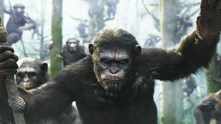 الحياة البرية # مواجهات في الطبيعة : مواجهة الشمبانزي