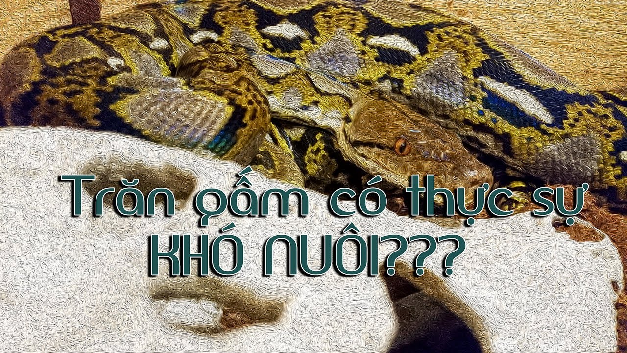 petco hours TRĂN GẤM có khó nuôi như bạn nghĩ? | Wildvn TV