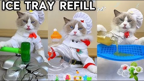 The Ultimate Ice Tray Refill Challenge with Puff! 🧊🐱