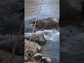 sedate water source #fypシ #nature #fyp #sound #water #river #calm #rock #waterway