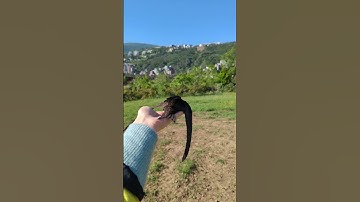 The swift bird is being released into nature