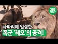 평화로운 백호파를 건드리는 ‘폭군’ 사자 레오! I TV동물농장 (Animal Farm) | SBS Story