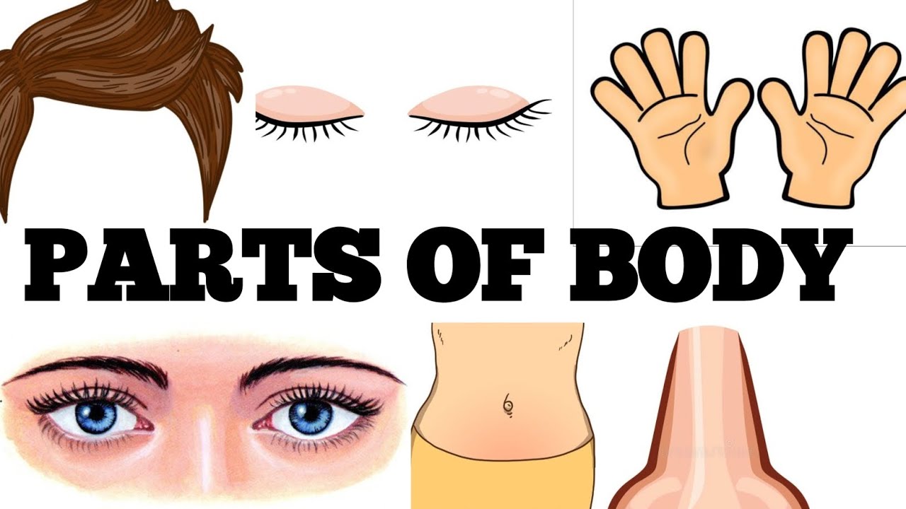 PARTS OF BODY/ LEARN PARTS OF BODY NAME/EDUCATIONAL VIDEO 