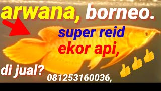 arowana Borneo,ada yg nm nya ekor api obor,arwana Borneo Kalimantan barat,super Reid,20 Mai 2023.