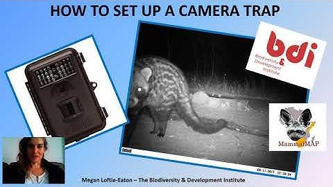 How to set up a camera trap - MammalMAPping