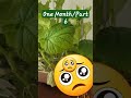 🌱One Month Old🪴#update #news #shorts #viral #fyp #foryou #foryoupage #shortsfeed #shortsvideo #lol