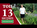 Топ 13 многолетних растений цветущих в июле!