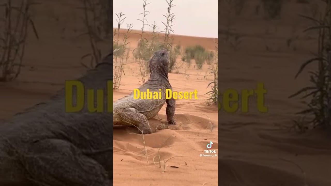 dubai desert desert animal life  desert life 