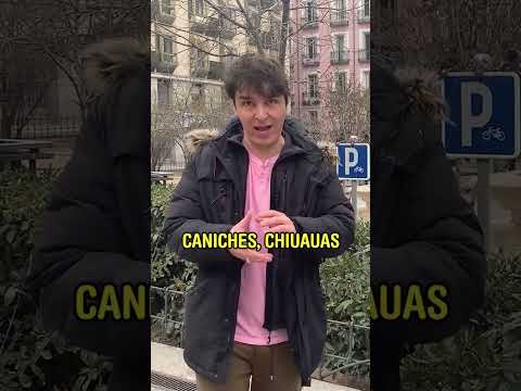 Madrid: perros pequeños