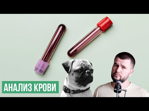 Плохой анализ крови у собаки или кота? Не спеши расстраиваться!