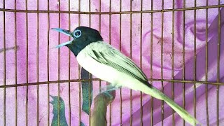 Suara Burung Seriwang/Tali Pocong Gacor Ekor Panjang Ngeroll