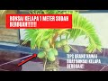 bonsai kelapa berbuah??? ini ternyata tipsnya