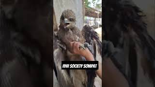 🦅 Hawk Rescue By HHH Society Sonipat 🦅#youtubeshorts #hhhsociety2019 #viral #reels #like #share