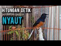 murai batu gacor AMPUH buat PANCINGAN murai batu agar bunyi JADIKAN burung murai gacor EMOSI NYAUT