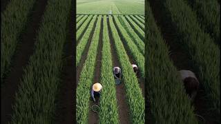 Growing Chili Inside The Wheat Fields satisfying short