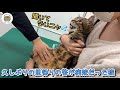 お姉ちゃんと里帰りしたと思ったら病院だった猫の反応がこうなりました!パンちゃんも病院へ!