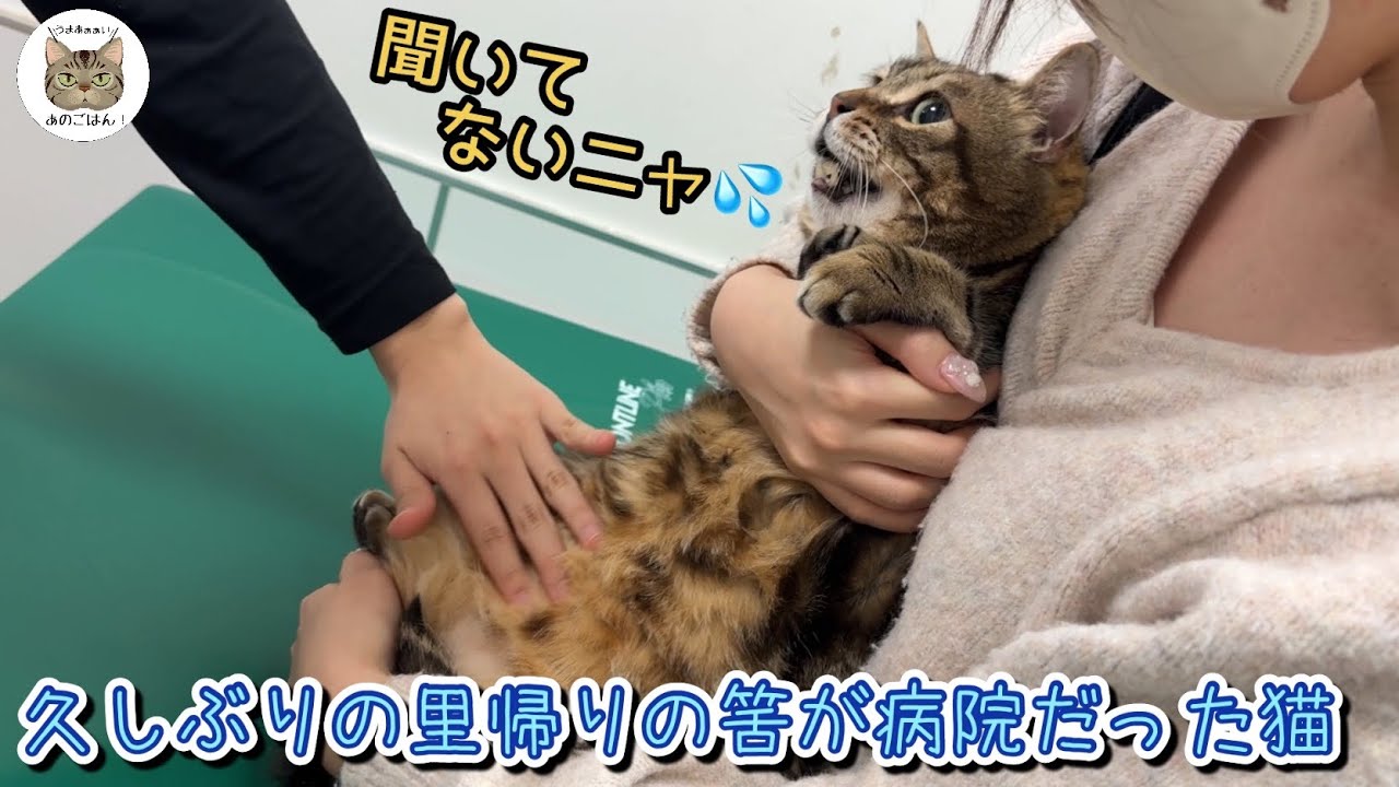 お姉ちゃんと里帰りしたと思ったら病院だった猫の反応がこうなりました!パンちゃんも病院へ!