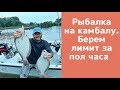 Рыбалка  на камбалу. Берем лимит за пол часа.