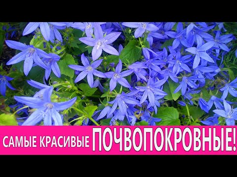 Видео: Является ли сапонария сорняком?