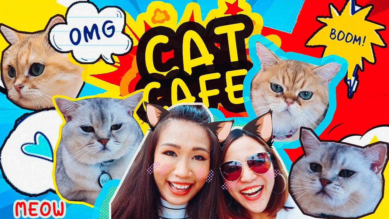     Play  with cat  cafe  YouTube