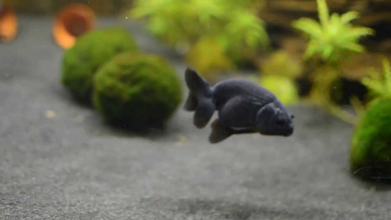 Goldfish eating Hikari & Shrimp YouTube