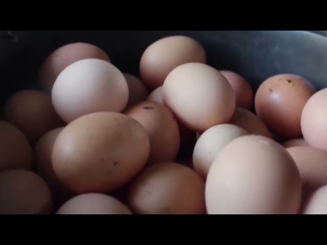 Rusland: Kritiek VES houdt onvoldoende rekeing met realiteit