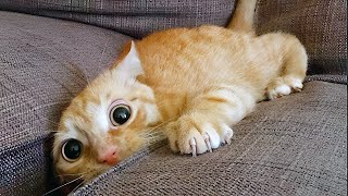 Funniest Animals Videos 2023 😹 Try Not To Laugh Funny Dogs And Cats by Fluff Town 2,014 views 7 months ago 20 minutes
