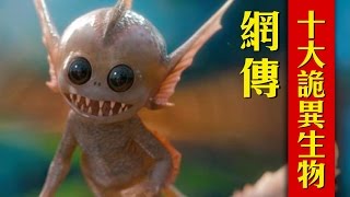 世界詭異生物Top10，真實網友拍攝 by 驚奇大排行 133,807 views 7 years ago 10 minutes, 32 seconds