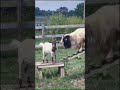 Best funny animals random viral clips shortsamazing funny reels trending animals