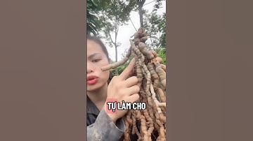 Cách tách lõi ba kích tím tốt cho sức khỏe, củ ba kích tím già #bakichtim #dongynghianh #dongamruou