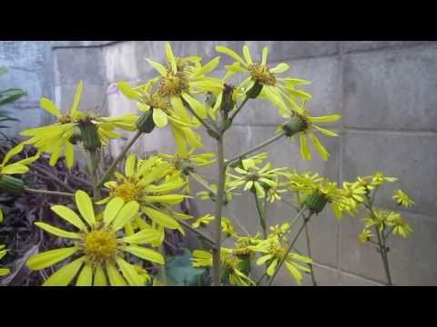 ユリオプスデージー 花言葉 ユリオプスデージー 花言葉