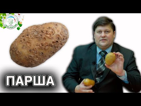 Видео: Борьба с паршой картофеля - узнайте, что вызывает паршу картофеля и как ее устранить