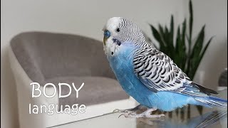 Budgie body language | 21 things that budgies do