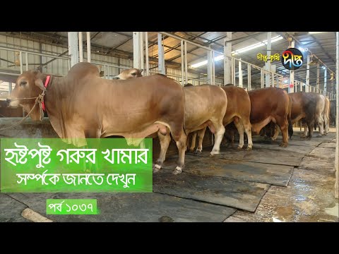 Deepto Krishi/দীপ্ত কৃষি - হৃষ্টপুষ্ট গরুর খামার সর্ম্পকে জানুন | নারায়ণগঞ্জ | Deepto TV | পর্ব ১০৩৭